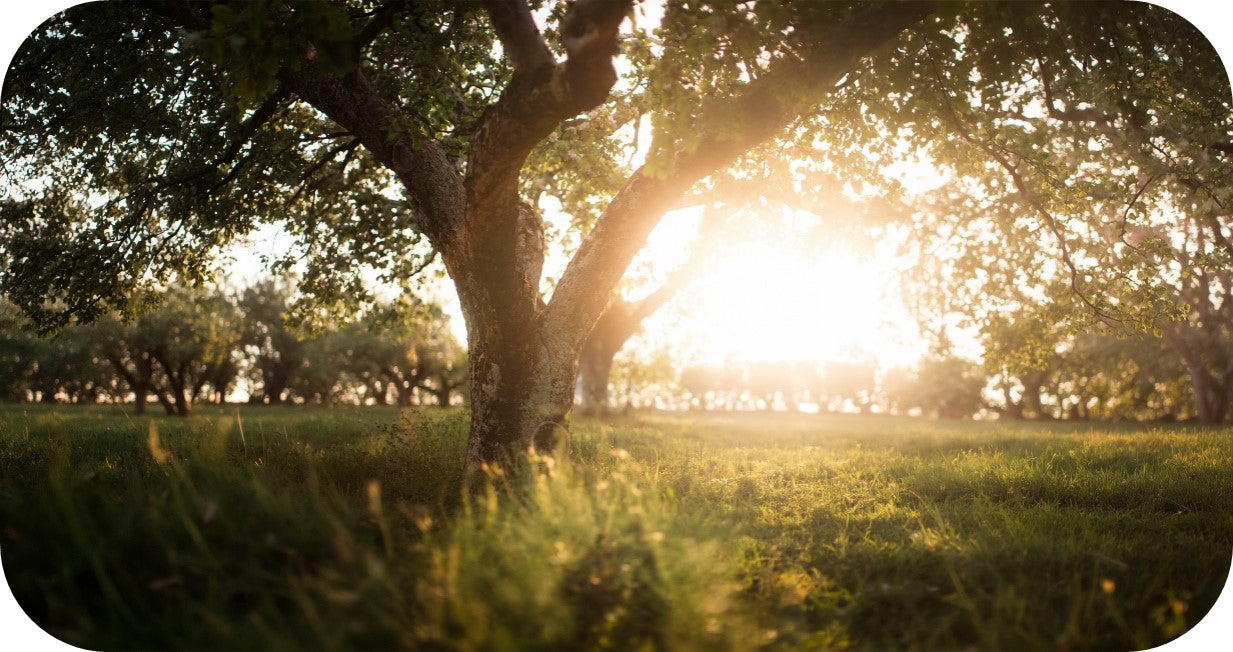 Warifa Nature Tree Sunset