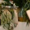 warifa photo tea and salt 2025-74 Cloud of Stillness Bath Salts